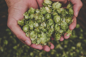 A Journey from Hops to Beer: The Grief Path
