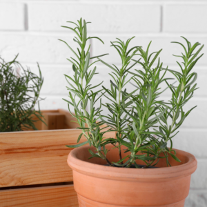 Rosemary plant in a terracotta pot